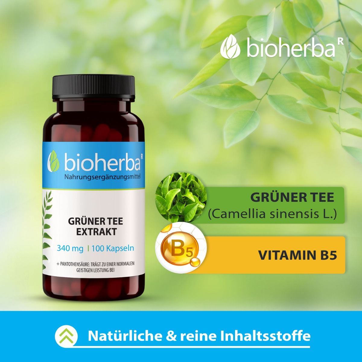 Braune Flasche mit Kapseln. Aufschrift: Bioherba, Grüner Tee Extrakt, 340 mg, 100 Kapseln. Grüntee- und Vitamin B5-Grafik.