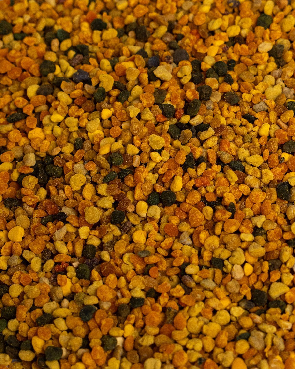 Nahaufnahme von Bltenpollen. Gelbe, braune und schwarze K?rner. Unterschiedliche Gr??en und Formen.