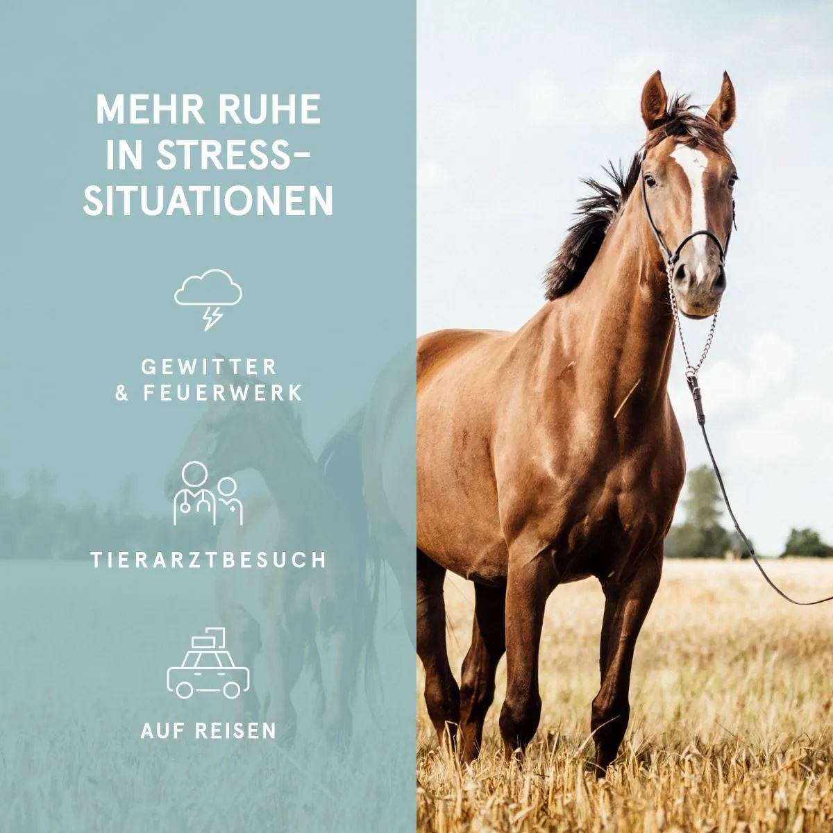 Pferd auf Wiese. Text: Mehr Ruhe in Stresssituationen, Gewitter & Feuerwerk, Tierarztbesuch, Auf Reisen.