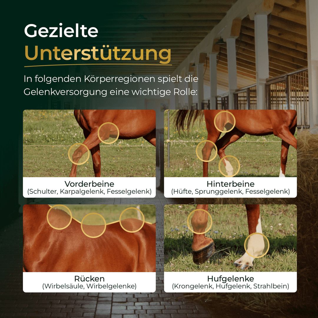 Pferdegold Gelenke+