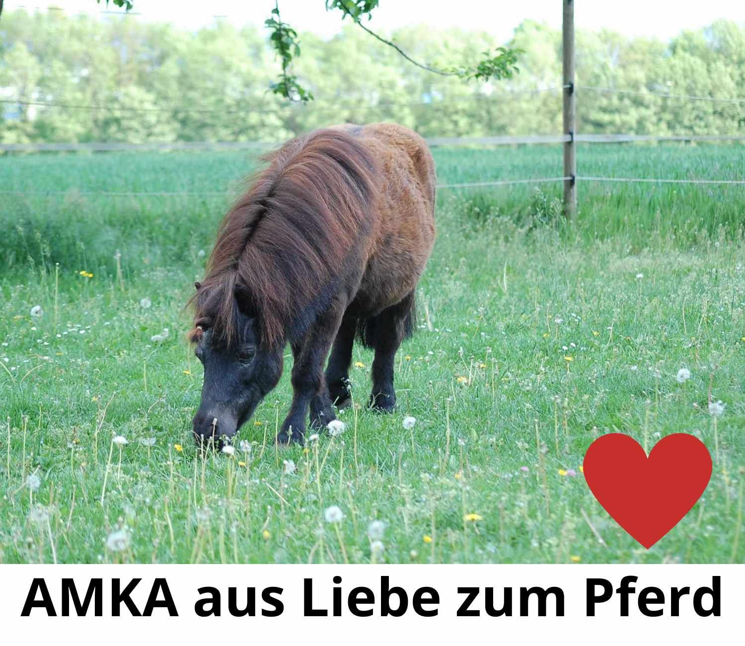 Pony auf einer Wiese. Text: 'AMKA aus Liebe zum Pferd'. Rotes Herz.
