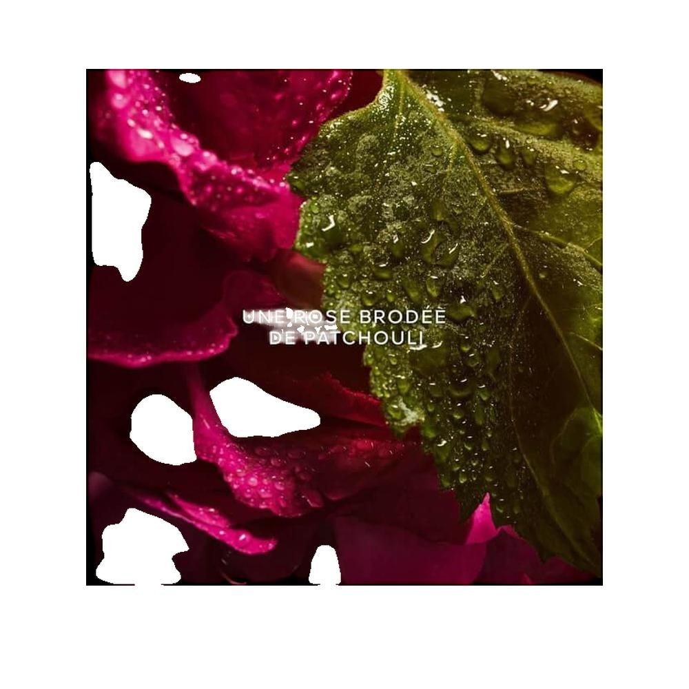 Nahaufnahme von rosa Blütenblättern und einem grünen Blatt mit Wassertropfen. Text: UNE ROSE BRODÉE DE PATCHOULI.