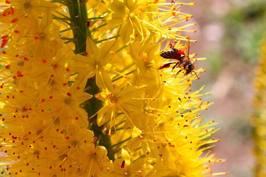 Gelbe Blüte mit Biene. Die Blüte hat viele kleine Blütenblätter. Eine Biene sitzt auf der Blüte.