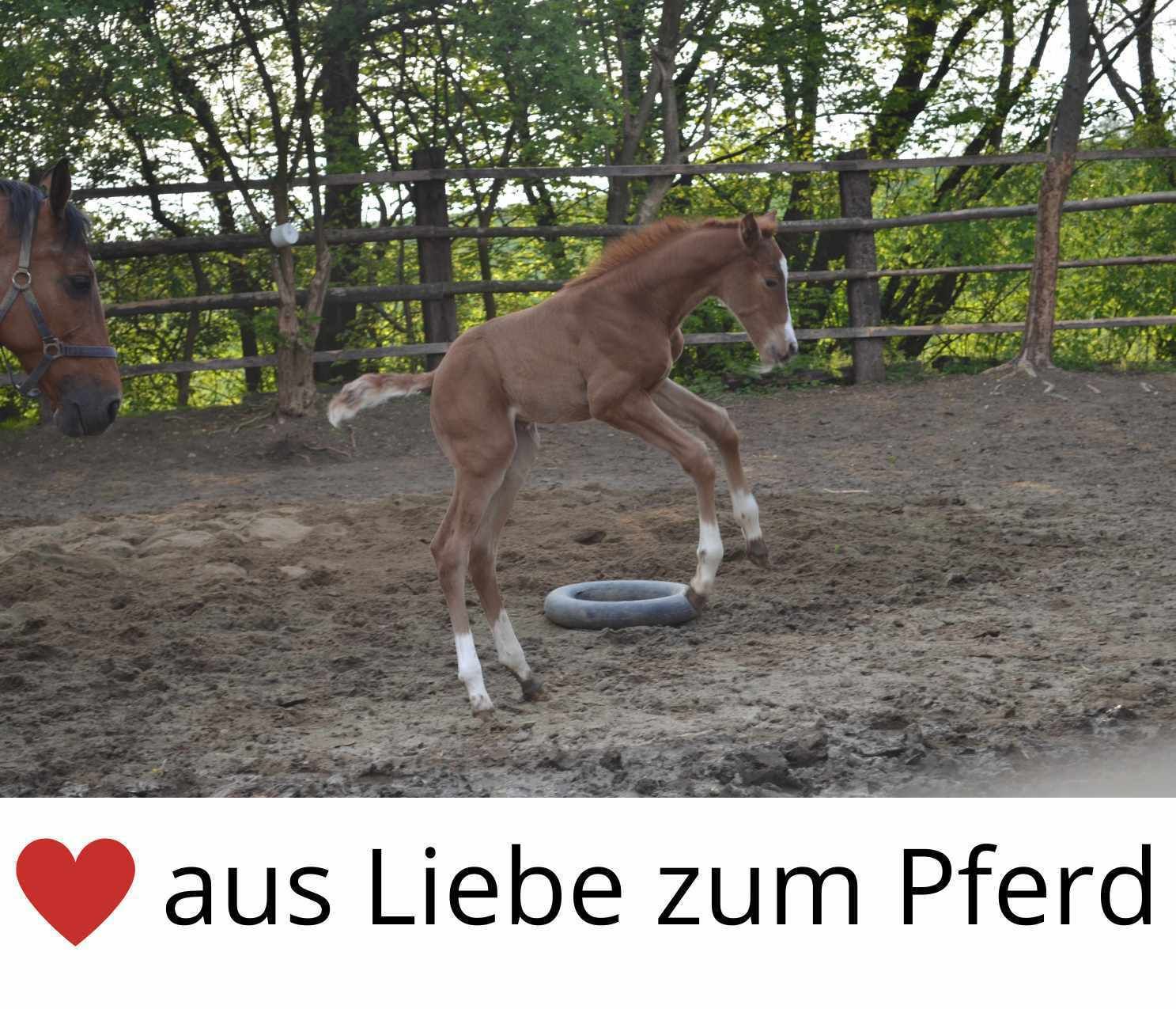 Fohlen springt. Hintergrund: Stall. Text: aus Liebe zum Pferd.
