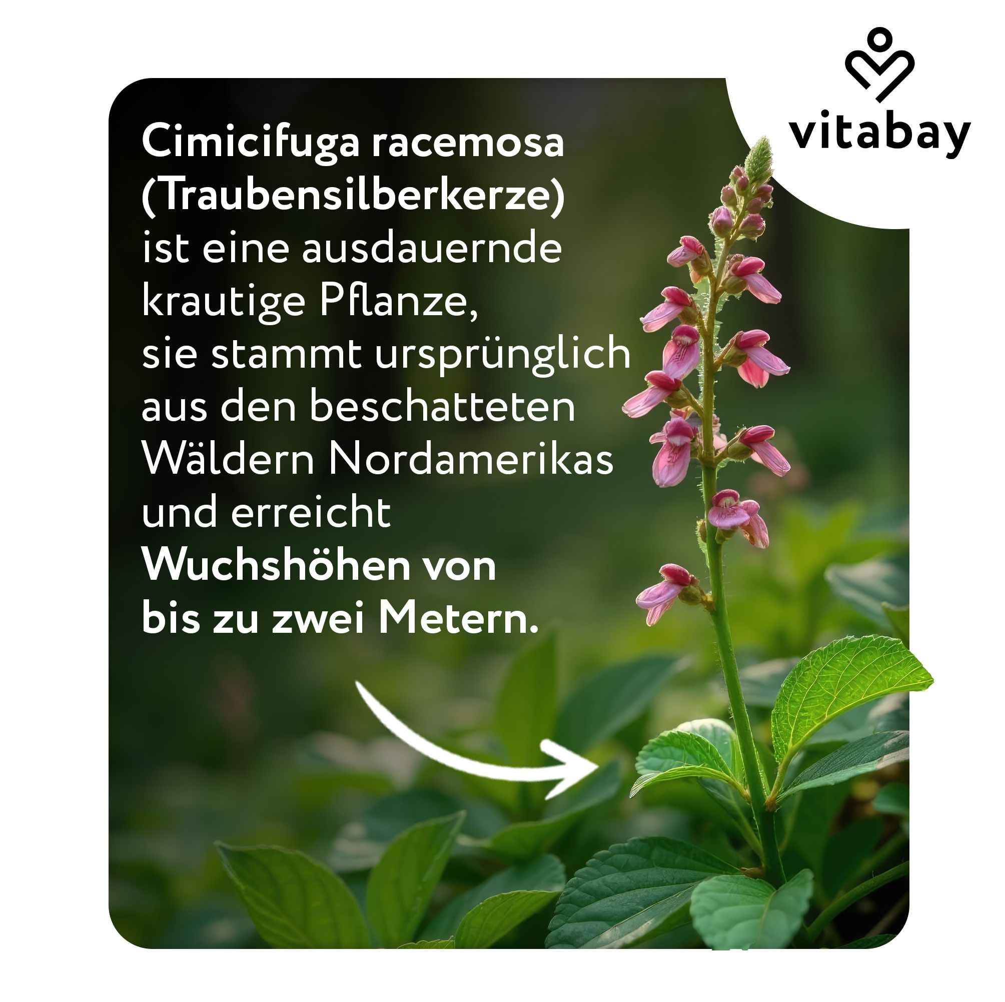 Cimicifuga racemosa Pflanze (Traubensilberkerze) mit Text.