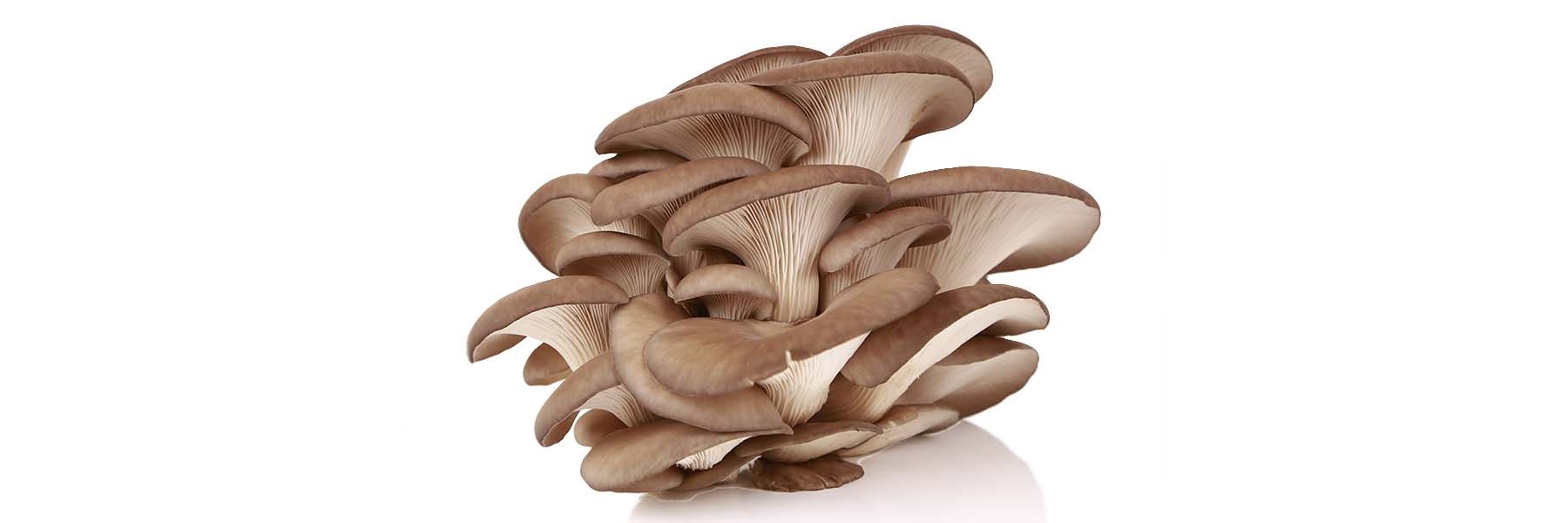 Mehrere Austernpilze, grau-braun. Auf weißem Hintergrund.