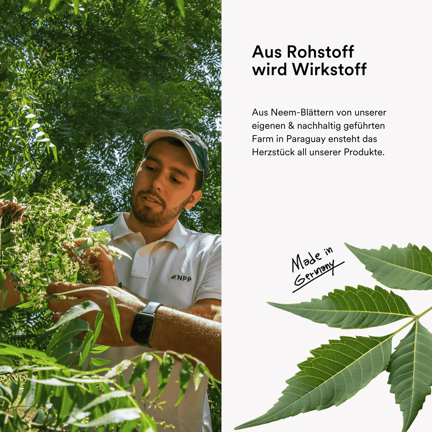 Mann pflückt Neem-Blätter. Text: Aus Rohstoff wird Wirkstoff. Made in Germany.