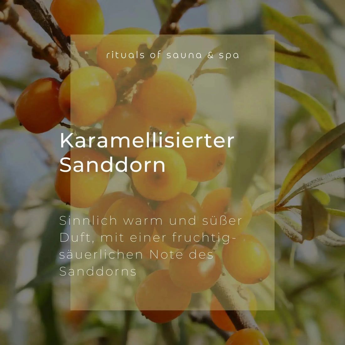 Nahaufnahme von Sanddornbeeren an einem Zweig. Text: Karamellisierter Sanddorn. Sinnlich warmer und süßer Duft, mit einer fruchtig-säuerlichen Note.