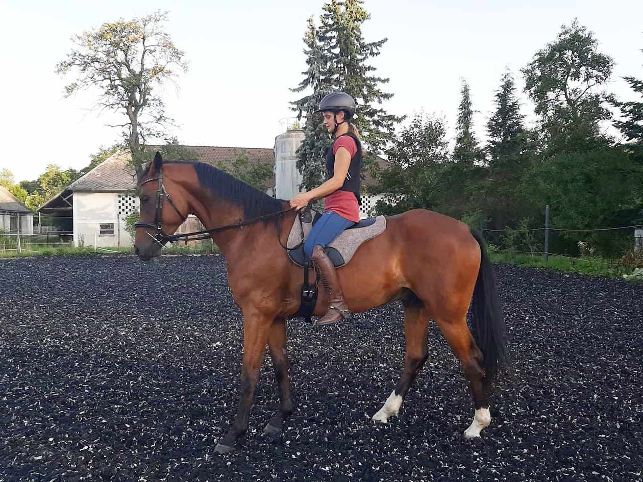 Person reitet auf einem braunen Pferd mit einem AMKA Bareback Pad. Person trägt Helm und Weste.