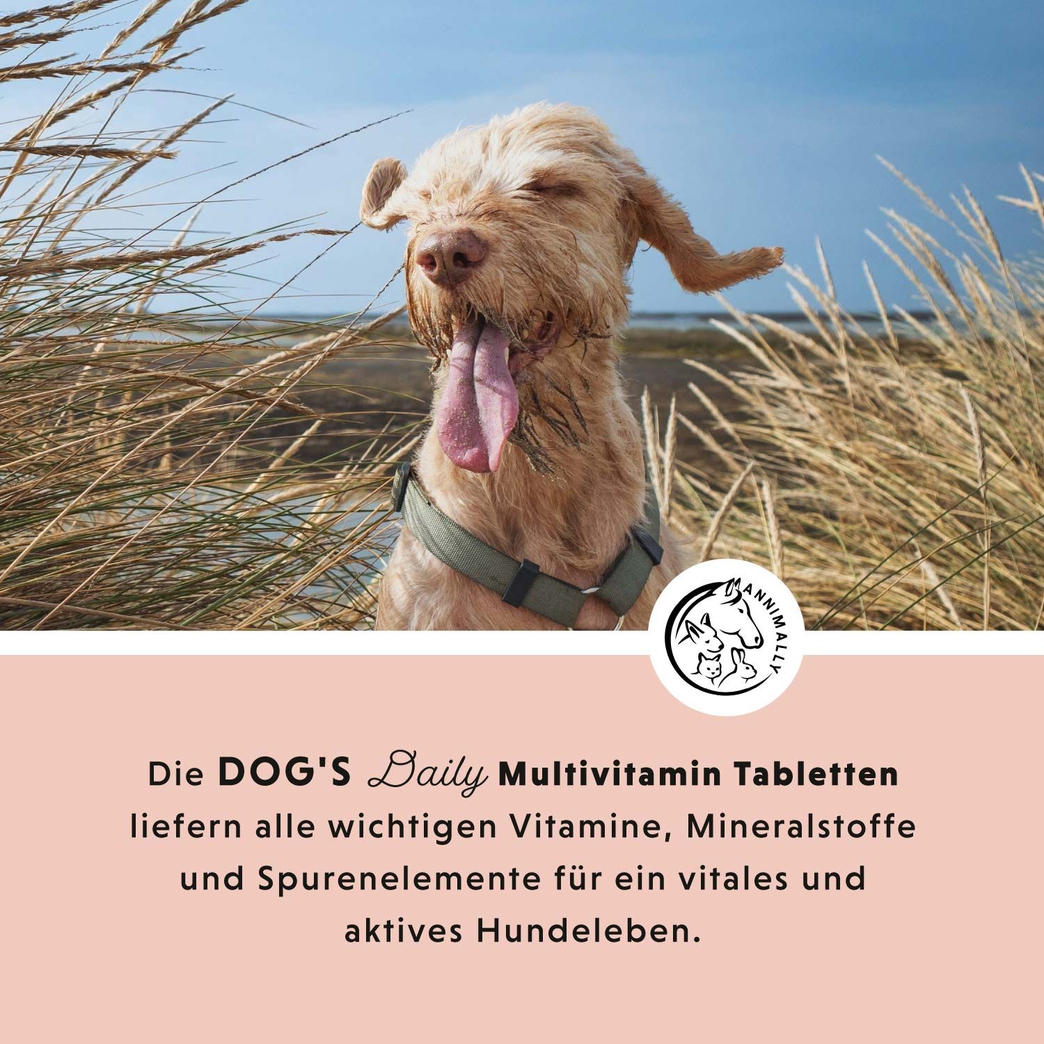 Ein Hund mit heraushängender Zunge steht in hohem Gras. Text: DOG'S Daily Multivitamin Tabletten für ein vitales Hundeleben.