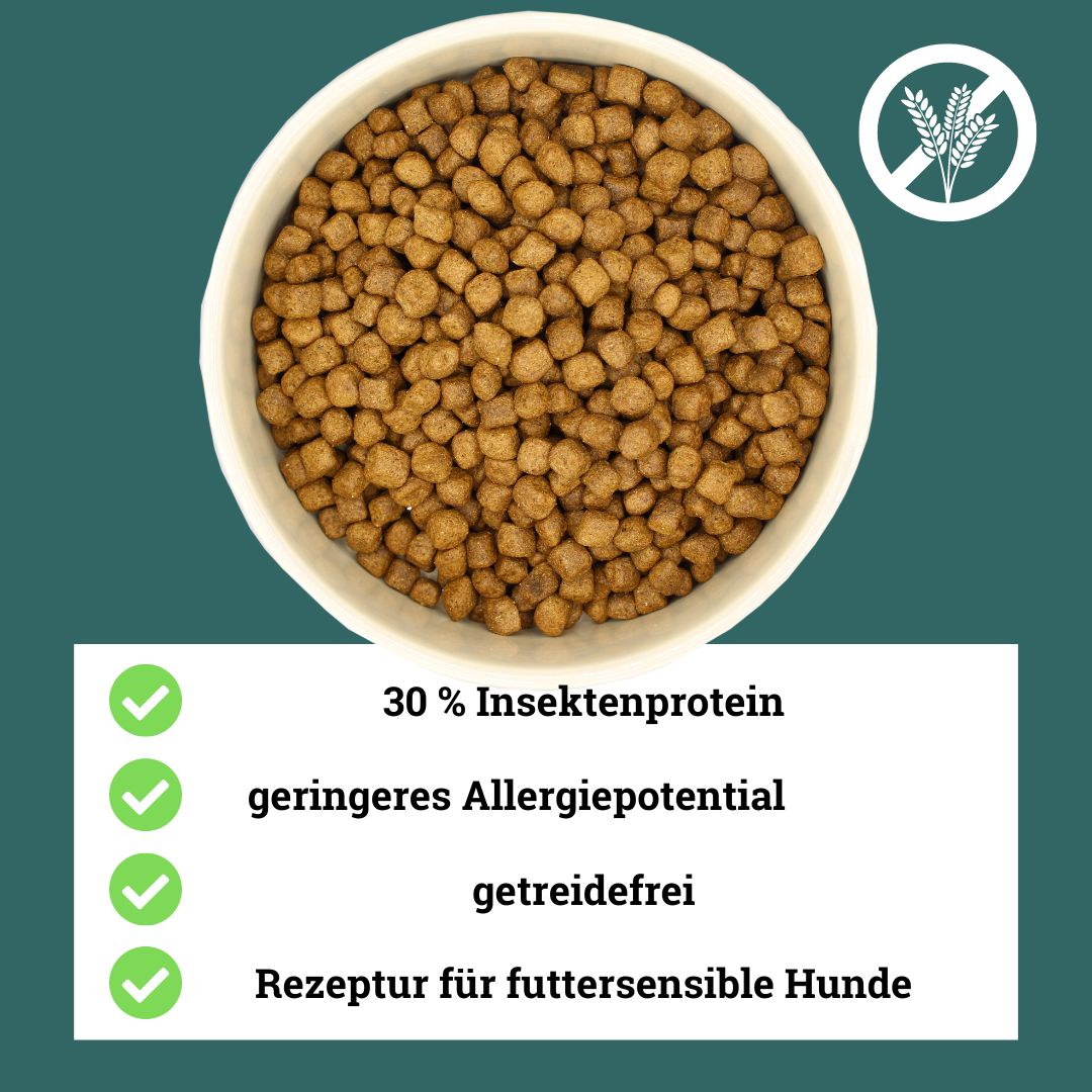 BeG Buddy hypoallergenes, getreidefreies Insekten Trockenfutter für Hunde