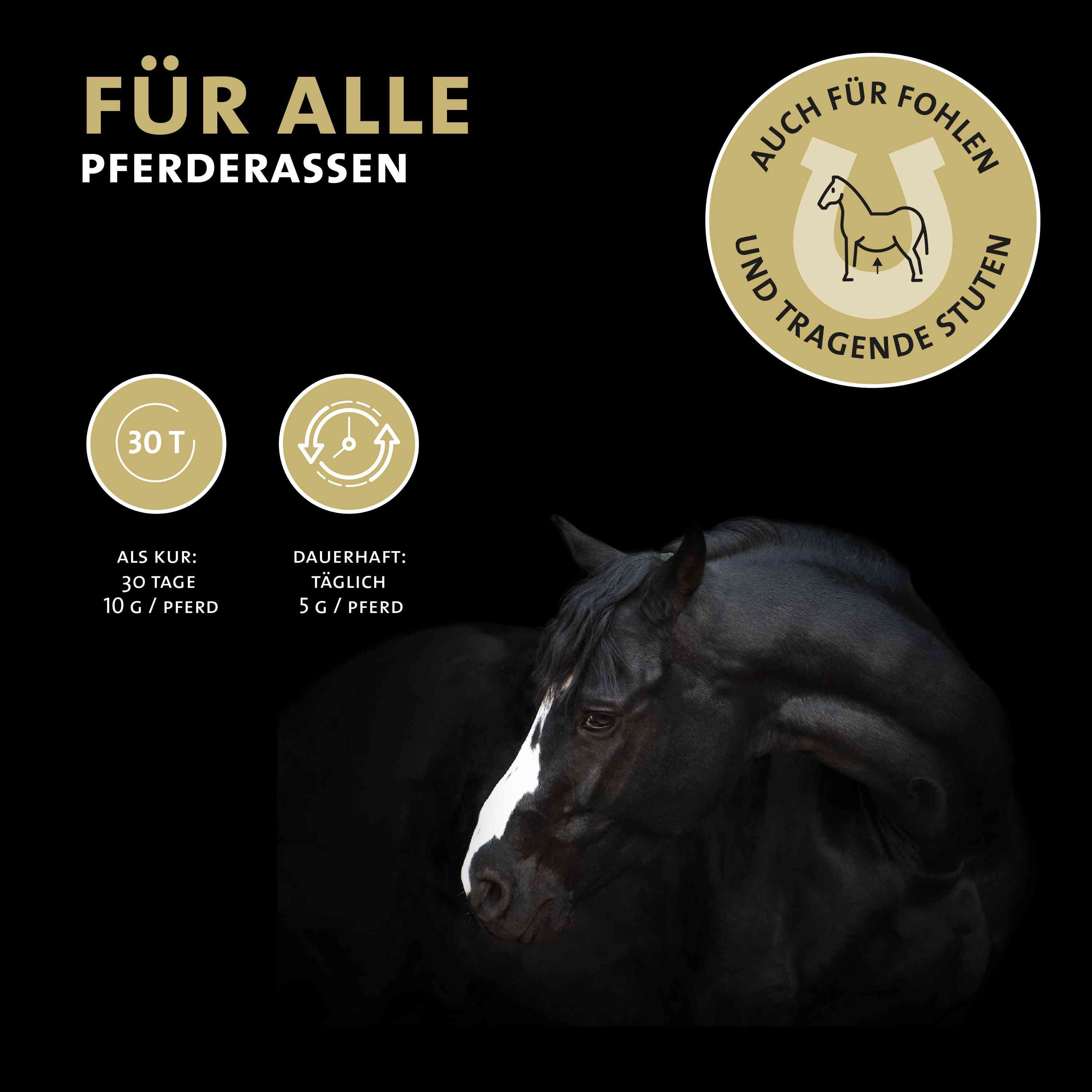 Schwarzes Pferd mit weißer Blesse. Text: Für alle Pferderassen. Auch für Fohlen und tragende Stuten.