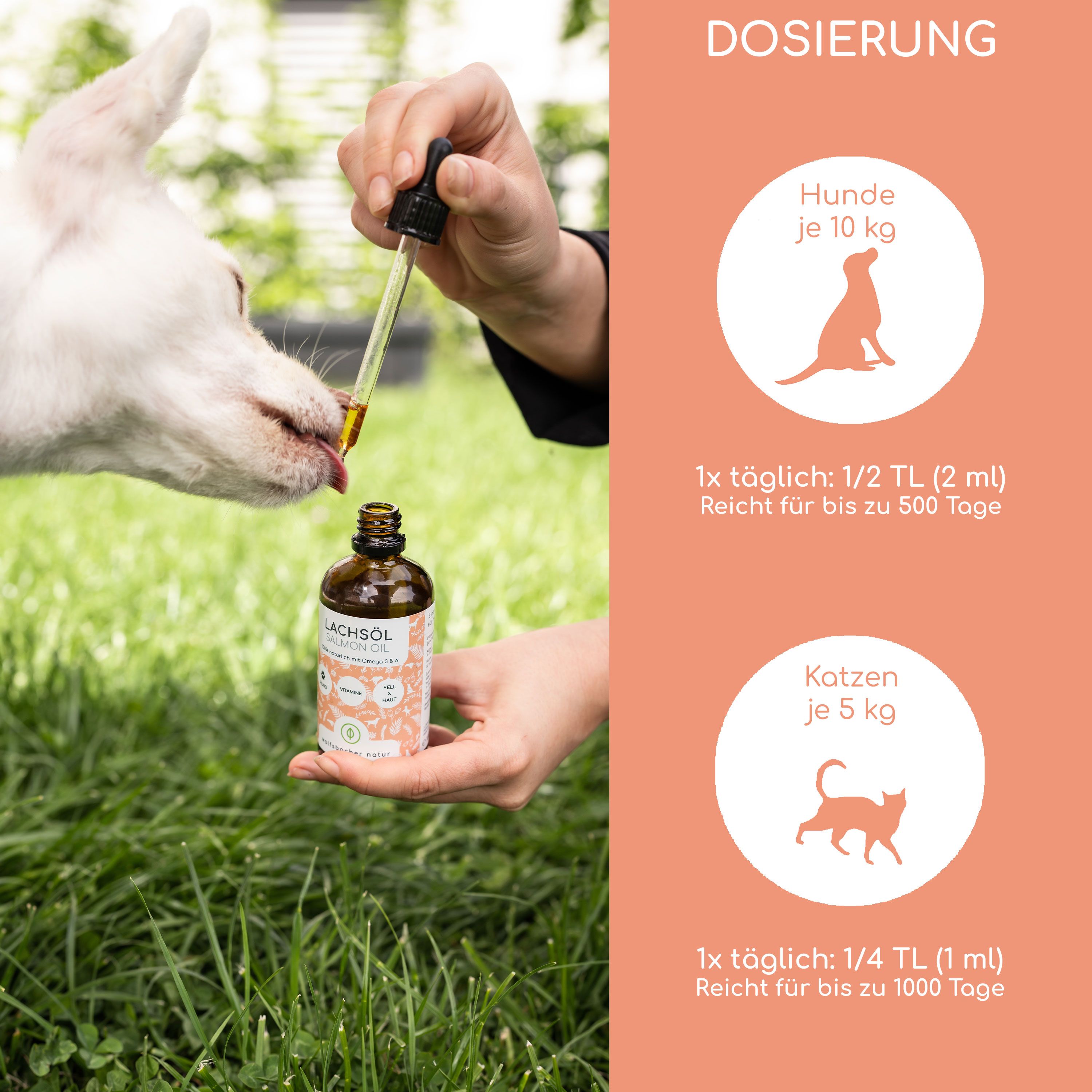 Person gibt Lachsöl mit Pipette einem Hund. Aufschrift: Lachsöl. Dosierungsangaben für Hunde und Katzen.