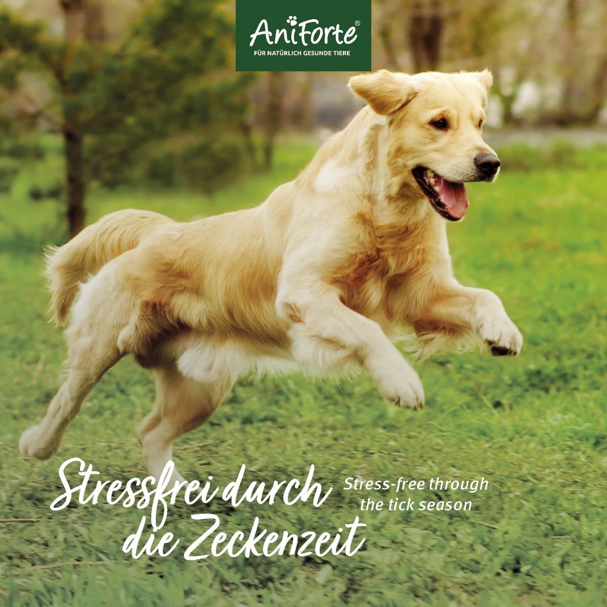 Goldener Retriever rennt auf einer Wiese. Text: Stressfrei durch die Zeckenzeit. Stress-free through the tick season.