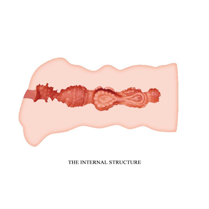 Querschnitt eines fleischfarbenen Masturbators. Innere Struktur mit Details.