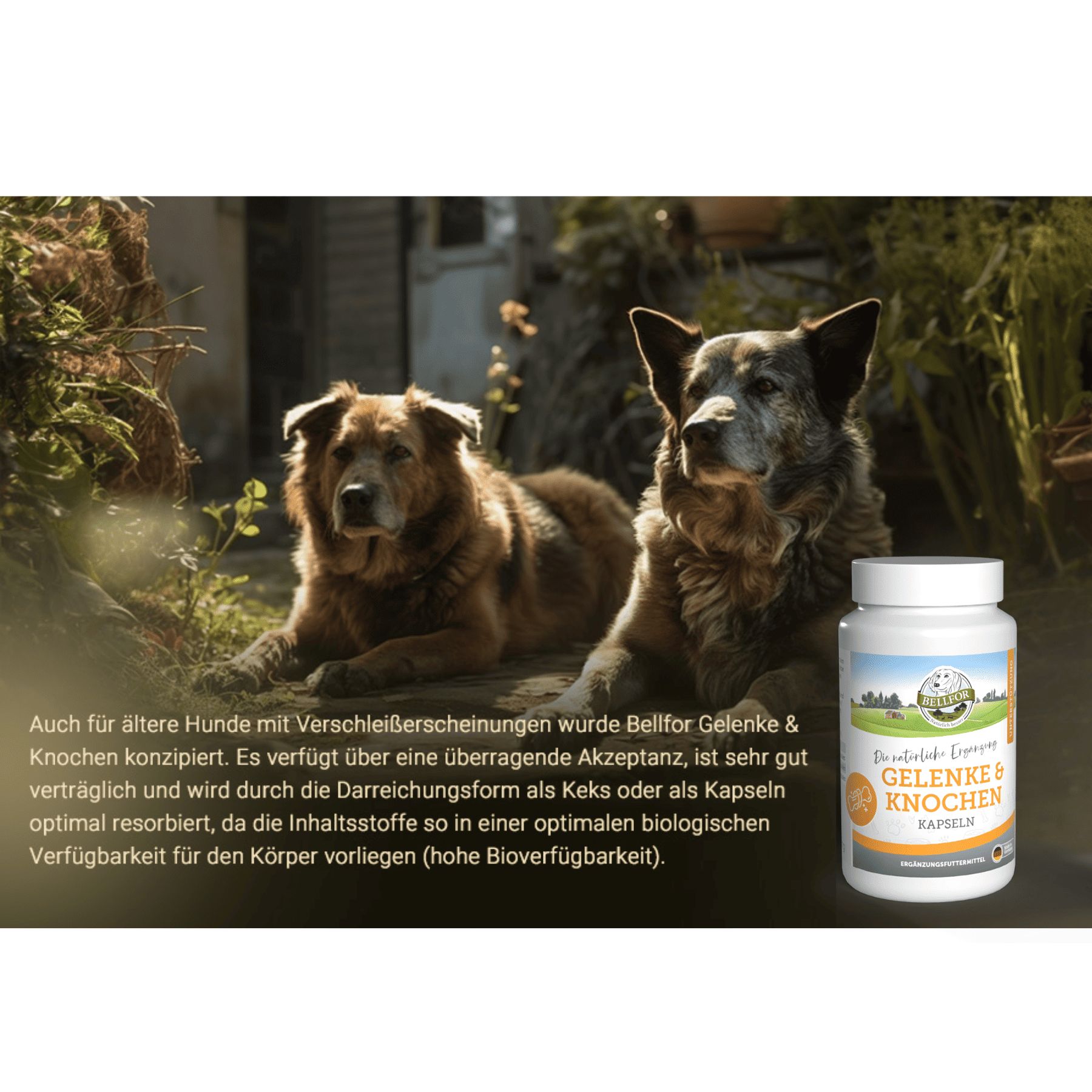 Hunde liegen im Gras. Daneben Kapsel-Dose mit Aufschrift: Gelenke & Knochen Kapseln. Text über Produkt.