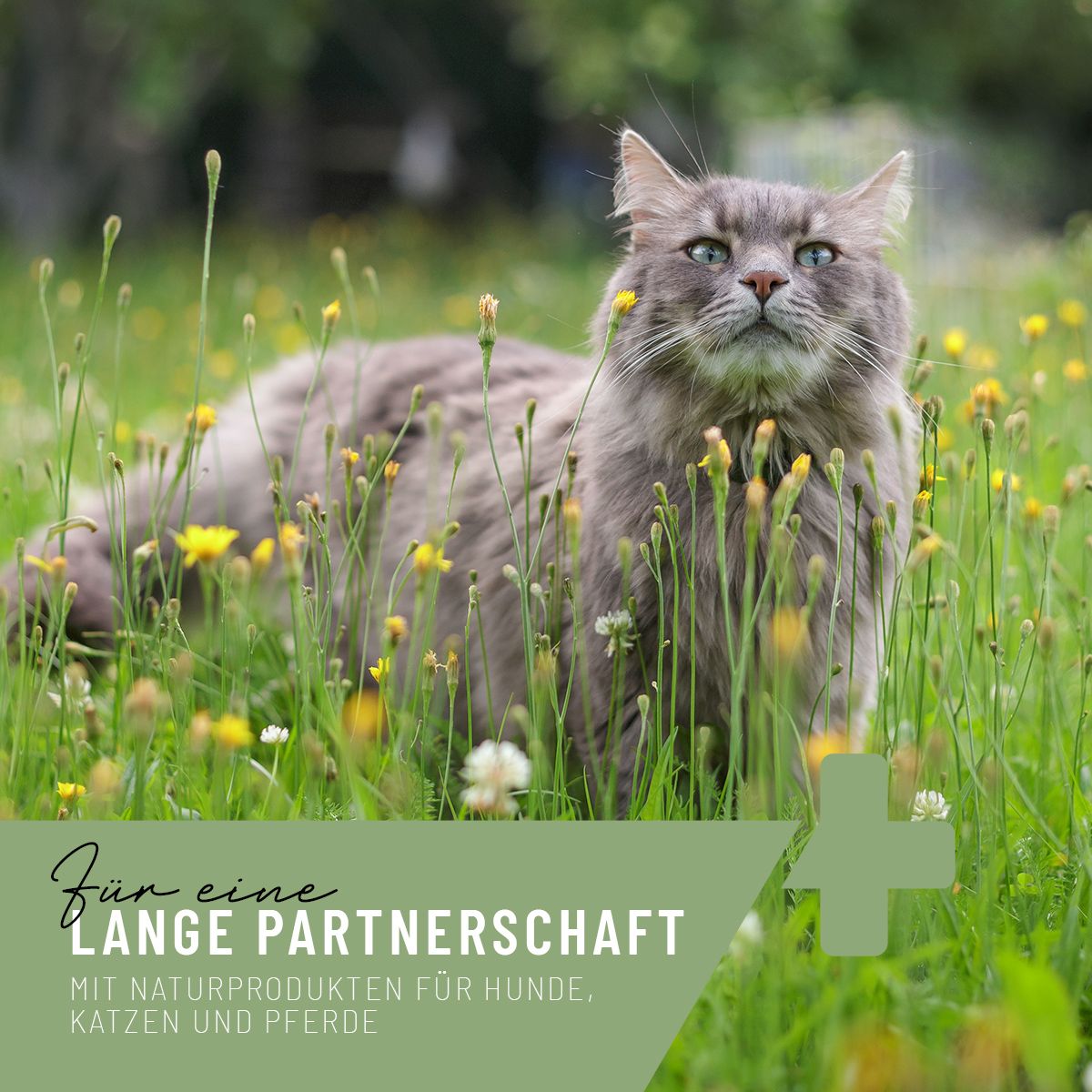 Ein Hund liegt im Gras. Text: Für eine lange Partnerschaft.