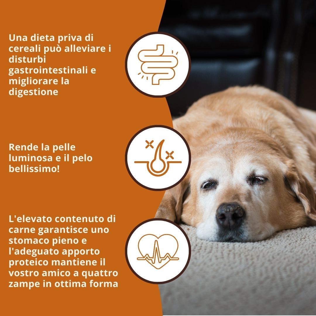 Hund liegt auf dem Boden. Grafiken zeigen Vorteile: Verdauung, Fell, Herz. Text: Eine getreidefreie Diät kann Beschwerden lindern.