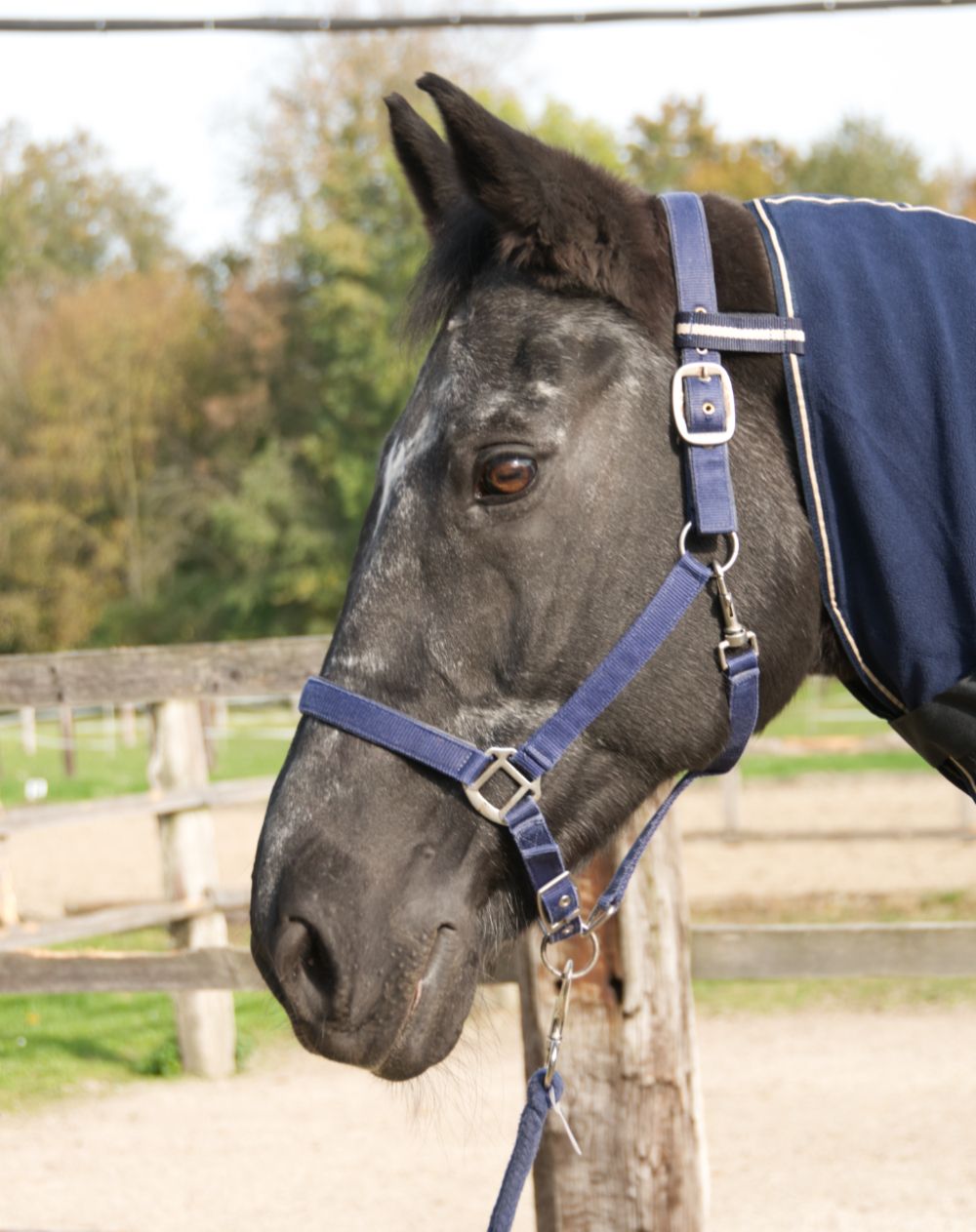 Nahaufnahme des Kopfes eines Pferdes mit blauem Halfter und AMKA Abschwitzdecke mit Halsteil. Detail der Ausrüstung.