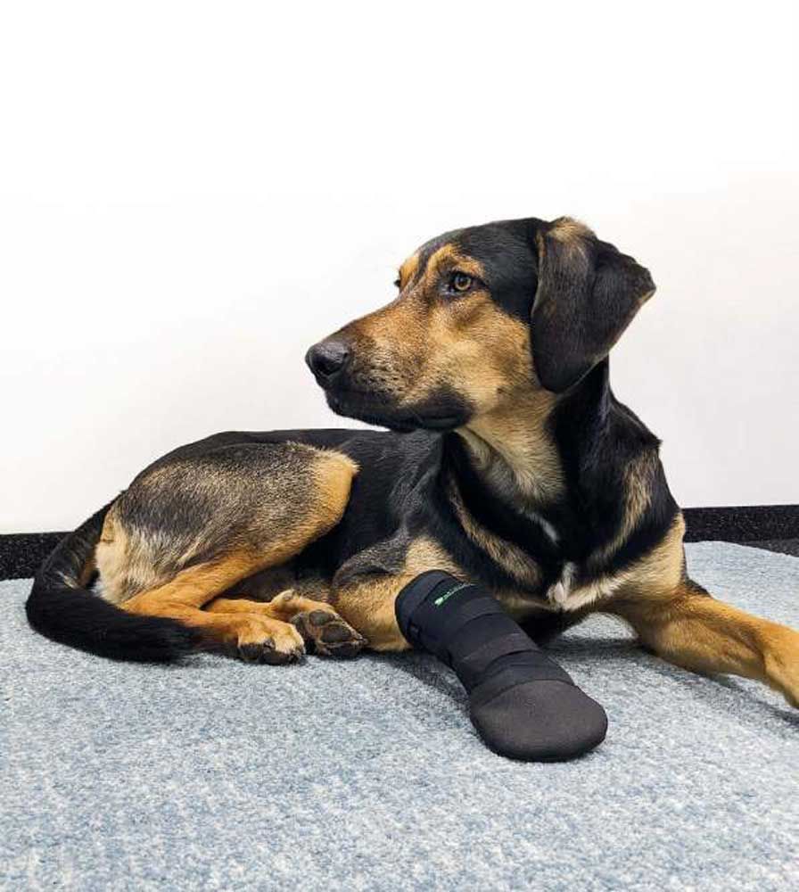 Ein Hund liegt mit einem schwarzen Pfotenschutzschuh. Der Schuh ist am Vorderbein befestigt.
