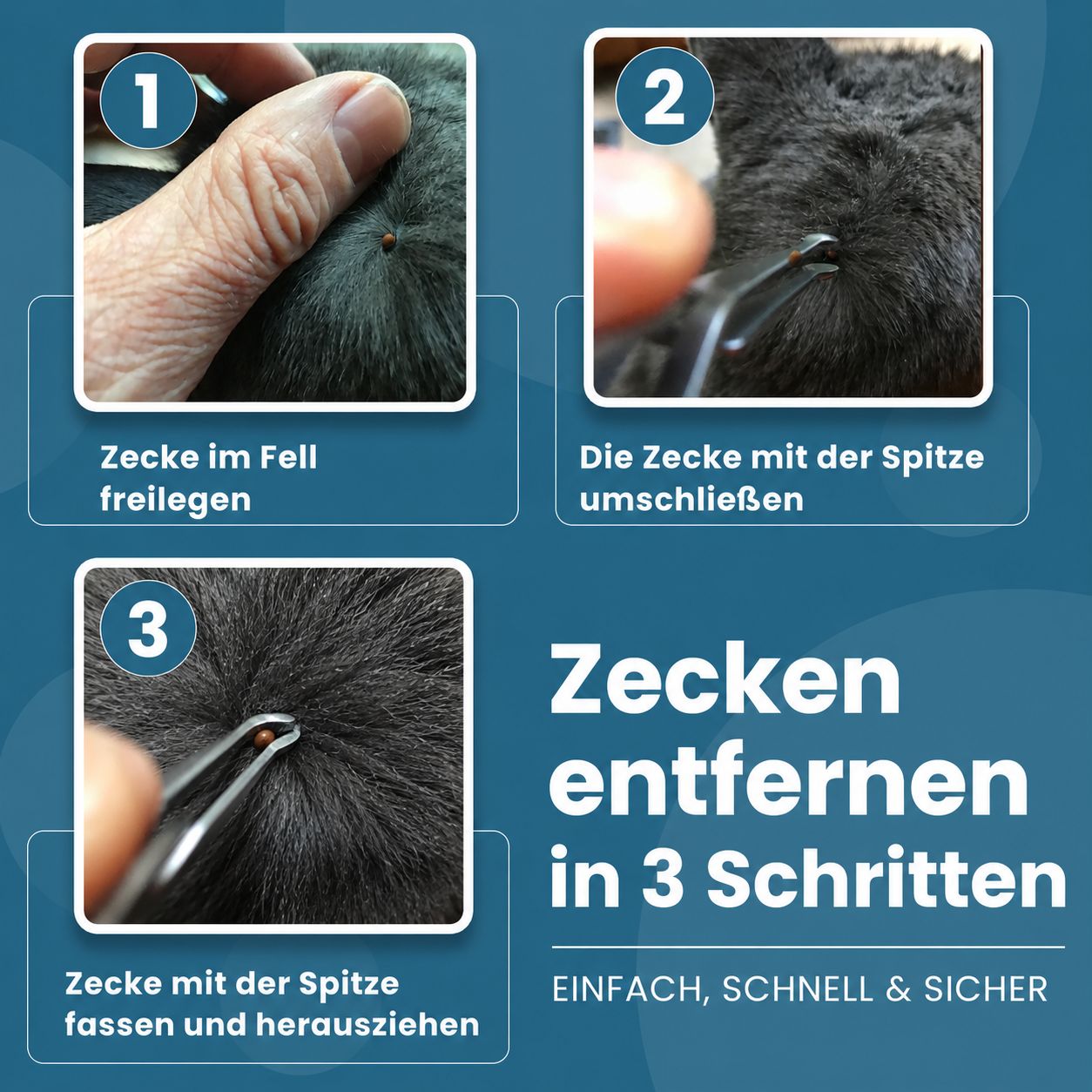 Anleitung zur Zeckenentfernung in 3 Schritten mit einer Pinzette. Zeigt das Freilegen und Entfernen der Zecke.