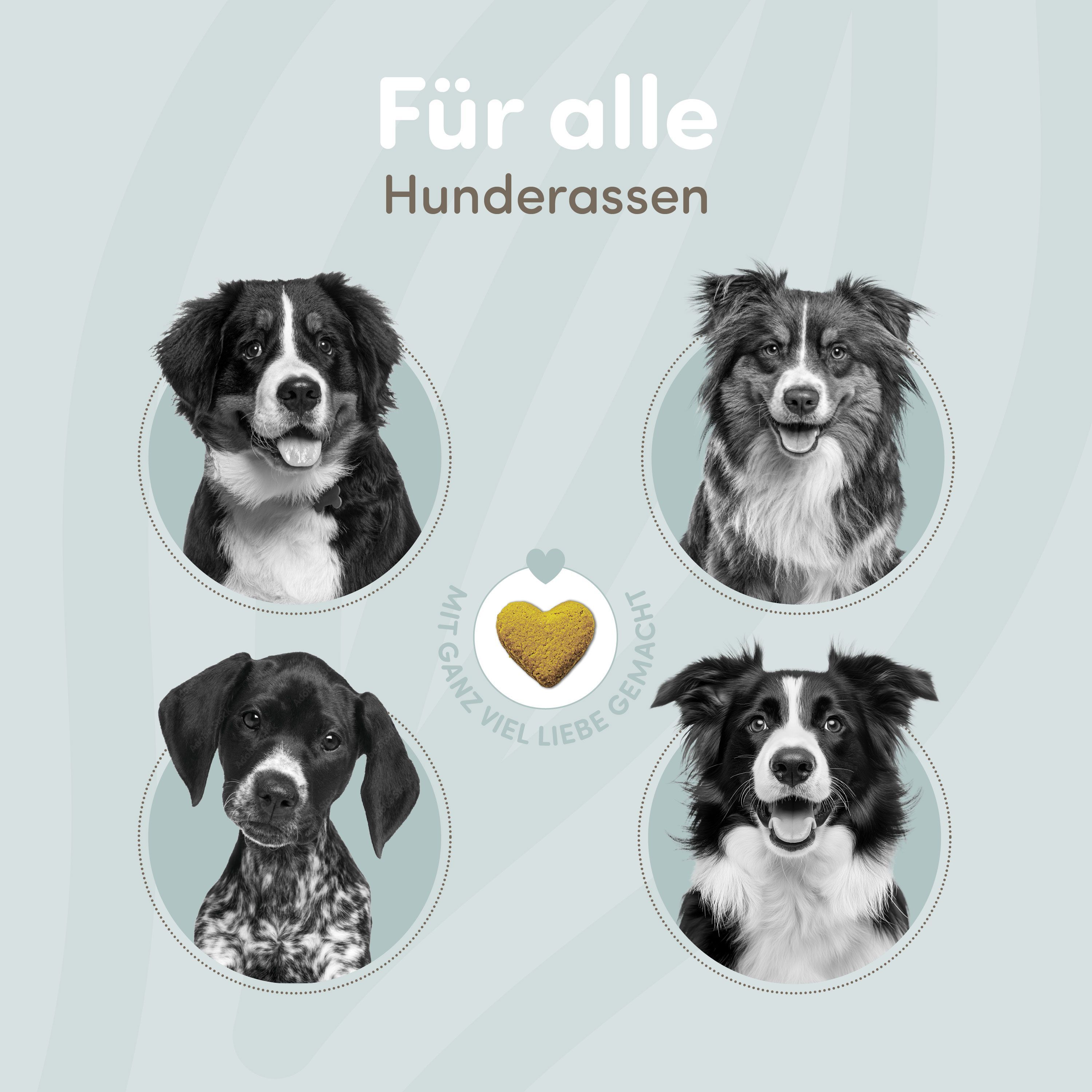 Vier Hundeporträts: Berner Sennenhund, Border Collie, Jagdhund, Border Collie.