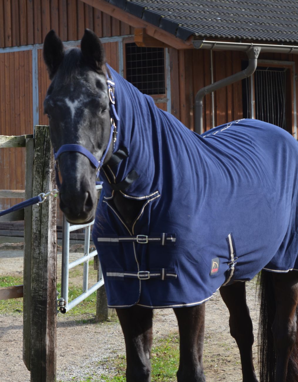 Blaues AMKA Abschwitzdecke mit Halsteil auf einem Pferd. Mit Kreuzgurten und silbernen Schnallen. Das Pferd steht vor einem Stall.