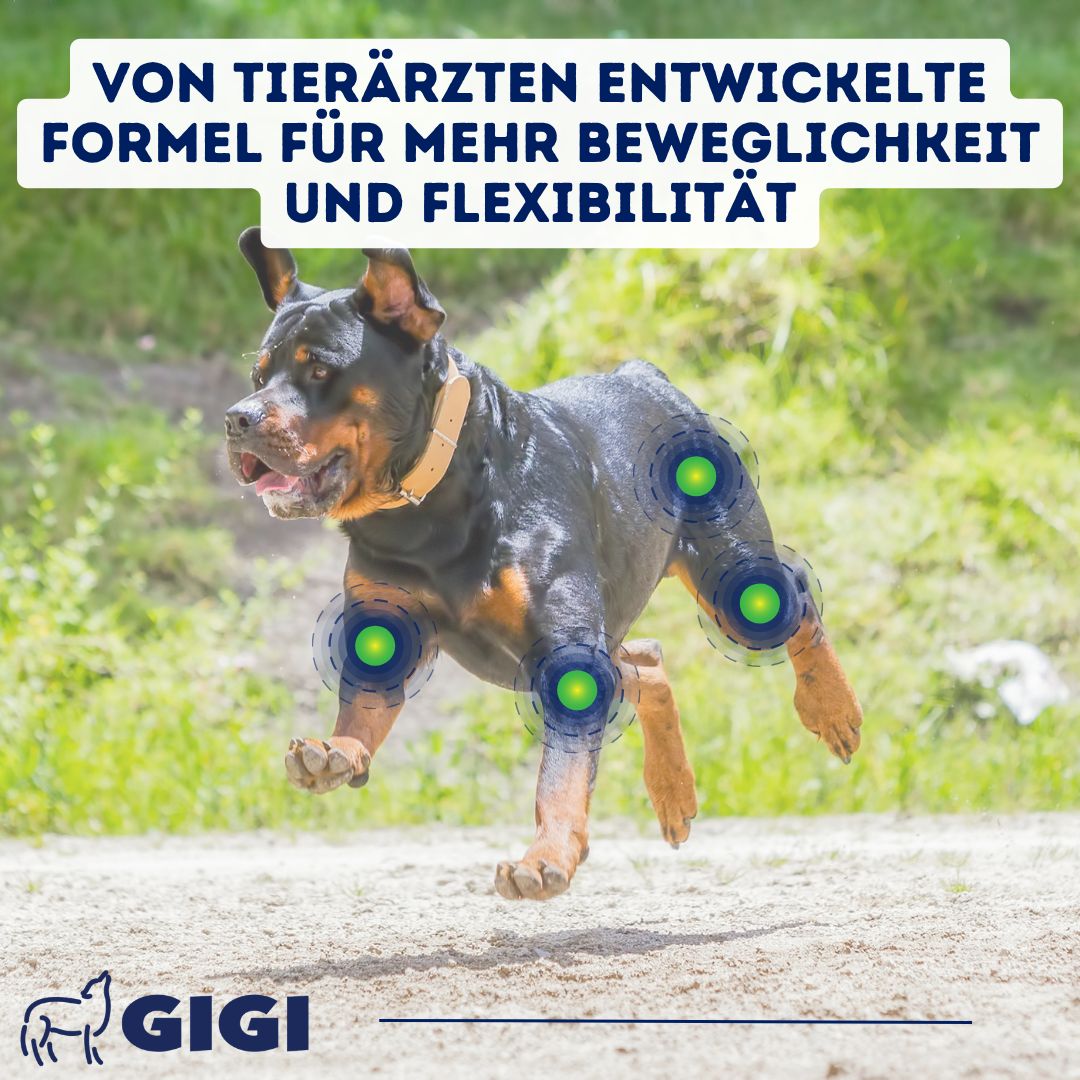Hund rennt auf einer Wiese. Kreise markieren Gelenke. Text: Von Tierärzten entwickelte Formel für mehr Beweglichkeit und Flexibilität.