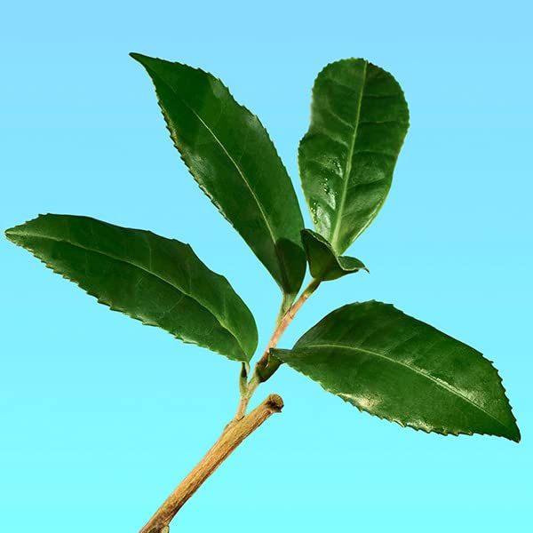 Zweig mit grünen Blättern. Blätter mit gezackten Rändern.