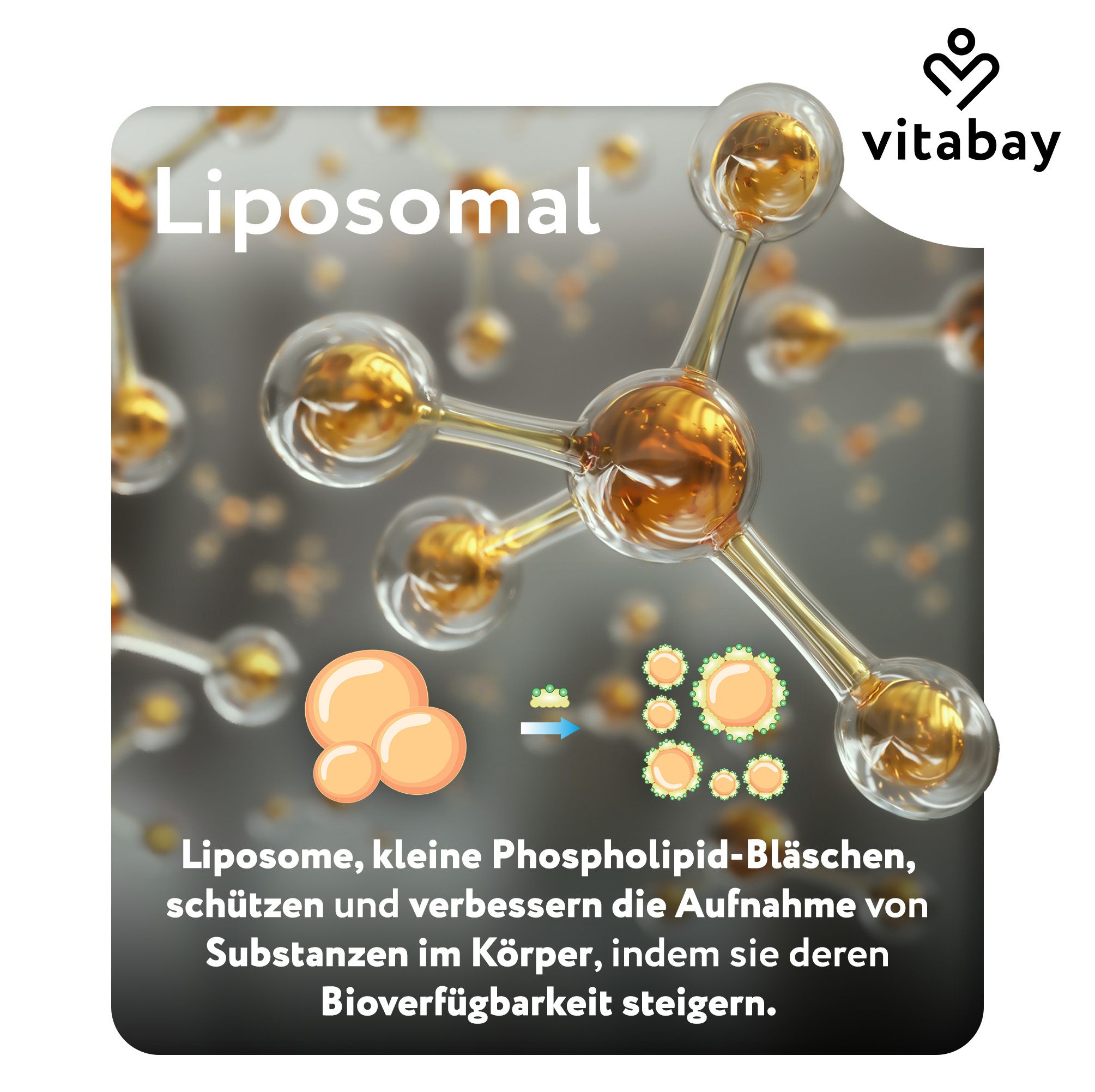 Abbildung von Liposomen. Vitabay Logo. Text: Liposomal. Beschreibung der Liposomen und deren Funktion.