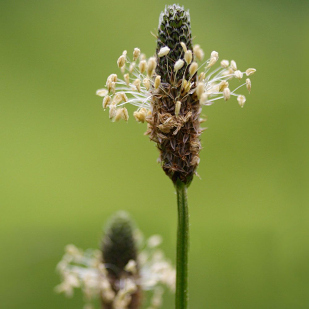Nahaufnahme von Spitzwegerich-Blütenstand mit Blüten. Grüner Hintergrund.