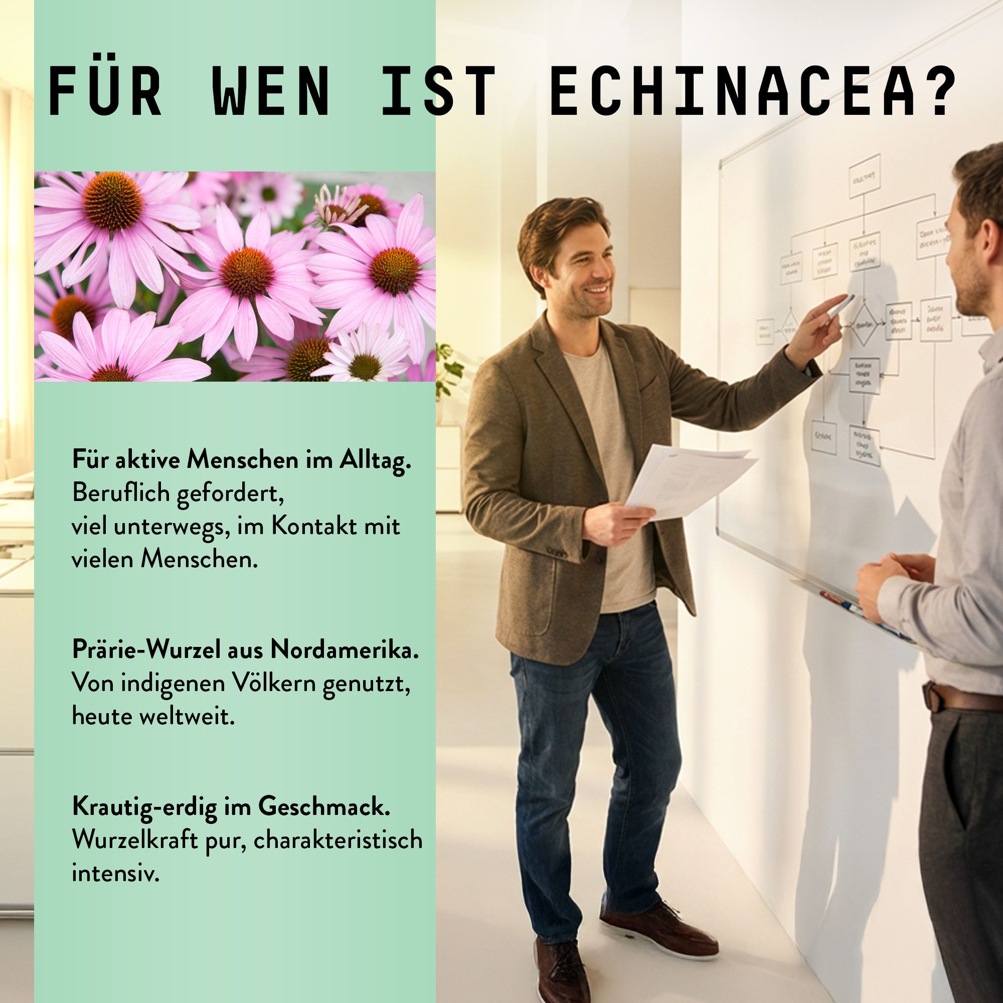 Zwei Männer vor einer Tafel. Text: Für wen ist Echinacea? Hintergrund: rosa Blüten. Text: Wurzel aus Nordamerika.
