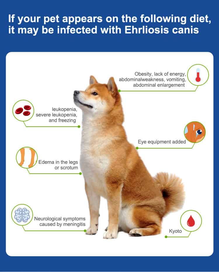 Hund mit Symptomen einer Ehrlichia canis Infektion: Lethargie, Schwellung, neurologische Symptome.