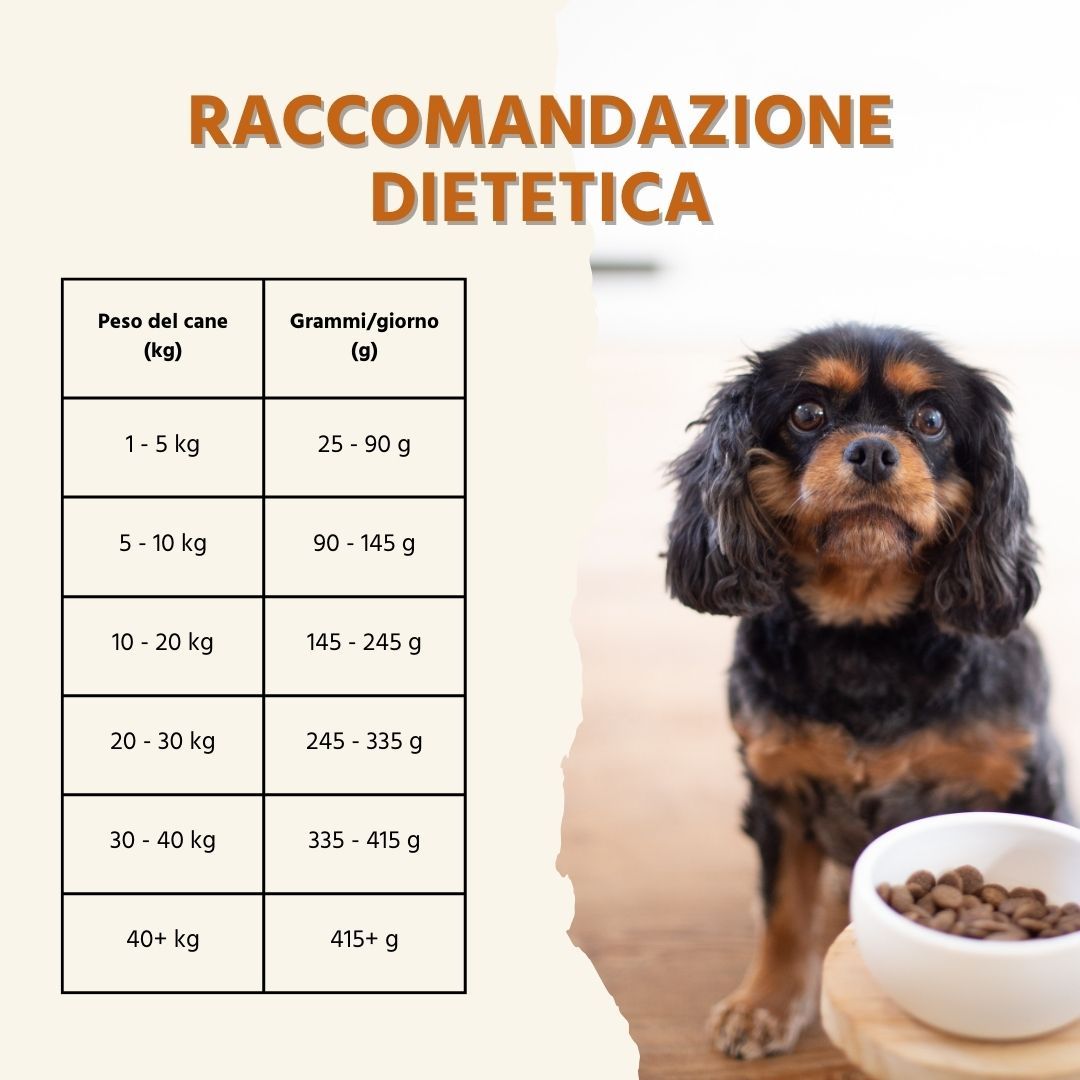 Empfehlung für die Fütterung von Hunden. Tabelle mit Gewicht und Futtermenge pro Tag. Hund mit Futter.