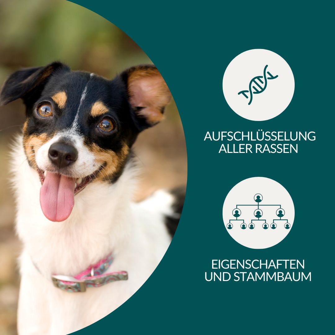 Hund DNA Test: Aufschluss aller Rassen, Eigenschaften und Stammbaum.