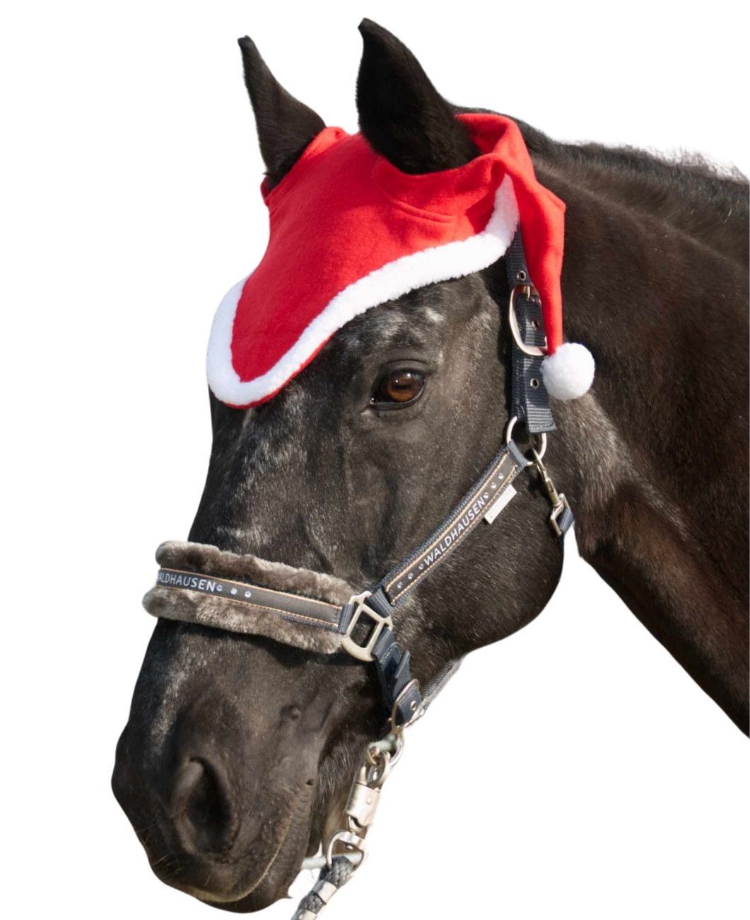 Schwarzes Pferd mit roter Weihnachtsmütze und Halfter.