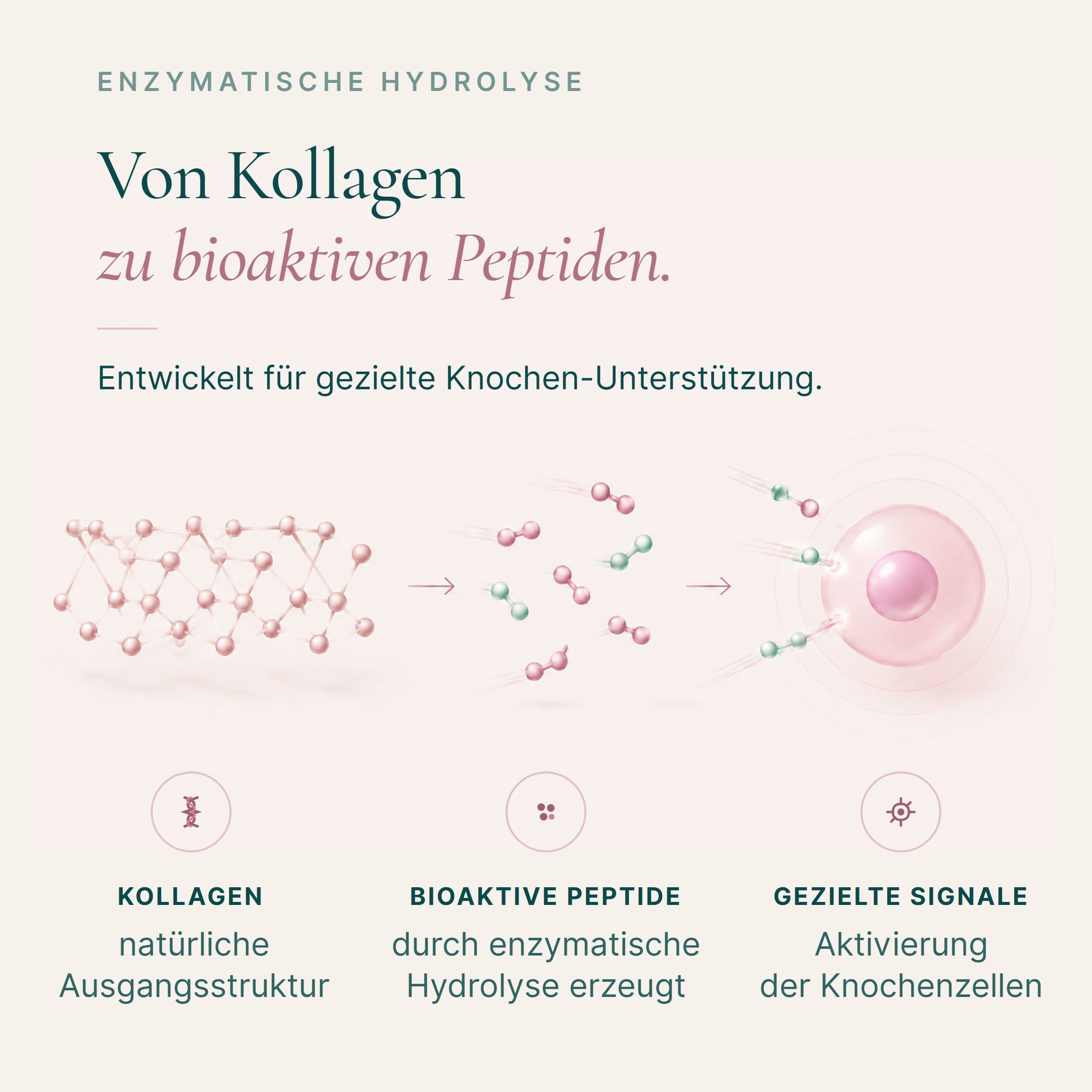 Grafik zeigt die Umwandlung von Kollagen in bioaktive Peptide zur Knochenunterstützung.