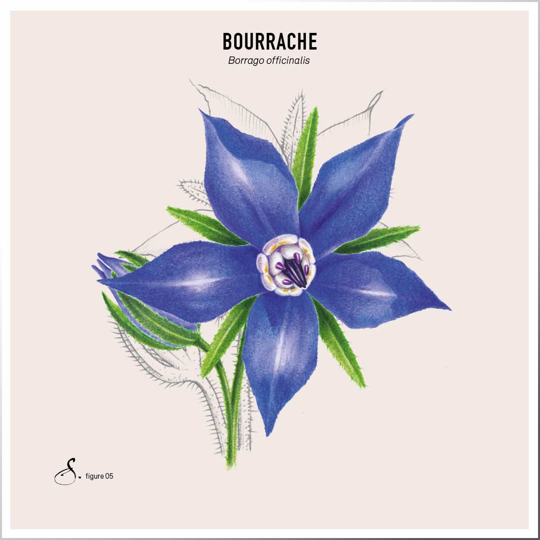 Sekoya Swiss - Borretsch & Avocado | Trockene Haut & Ekzeme