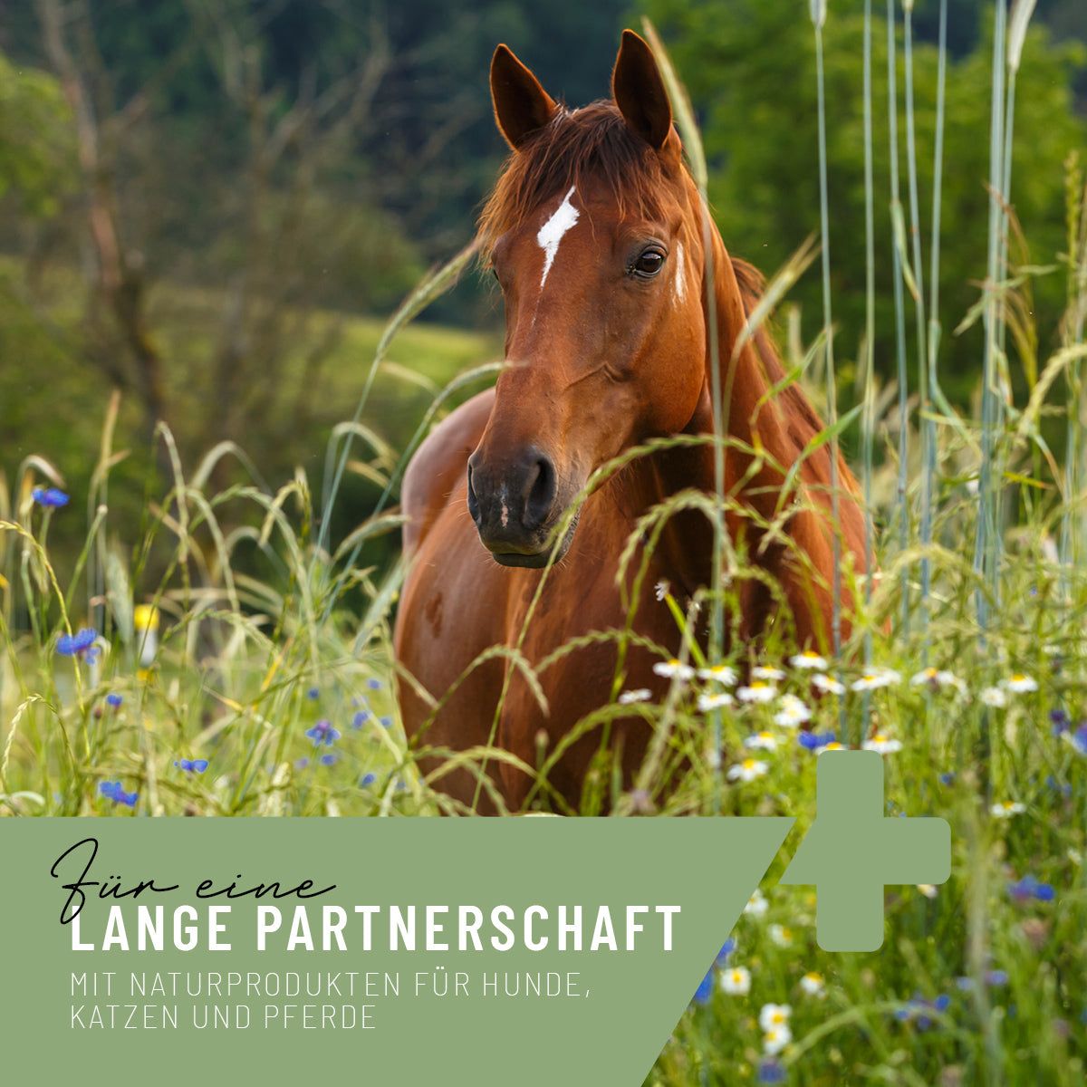 Braunes Pferd in Wiese. Text: Für eine lange Partnerschaft. Grüner Hintergrund.