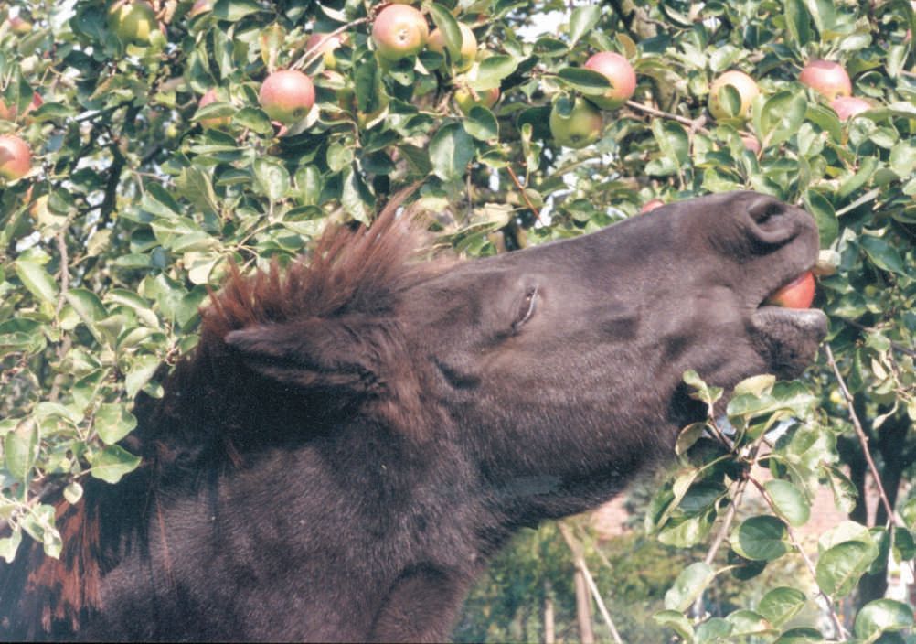 Pony frisst Äpfel von einem Baum.