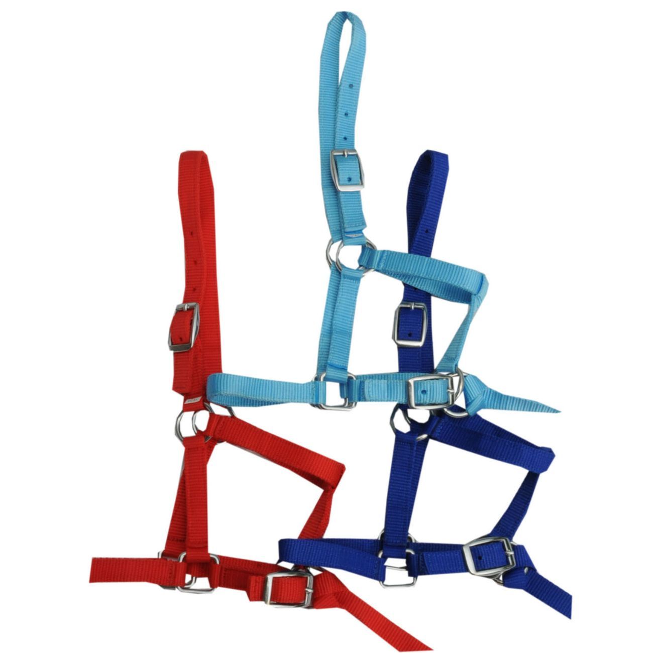 Drei Halfter mit kurzer Führleine. Rot, hellblau und dunkelblau. Metallringe und Schnallen.