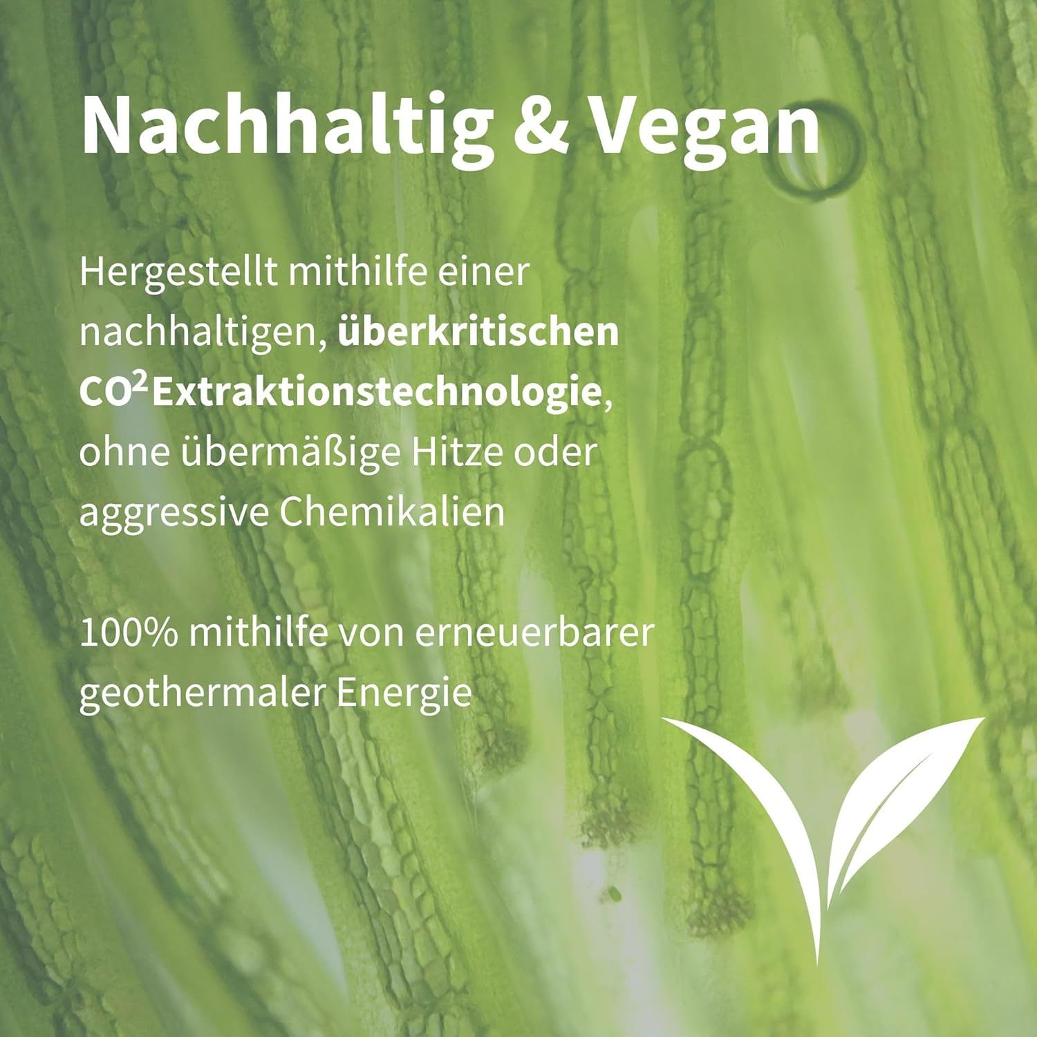Mikroskopische Ansicht von grünen Mikroalgen, die die nachhaltige Produktion von Astaxanthin symbolisieren.