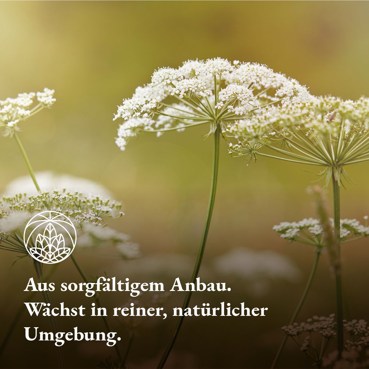 Monte Nativo Schafgarbe Kräutertee lose