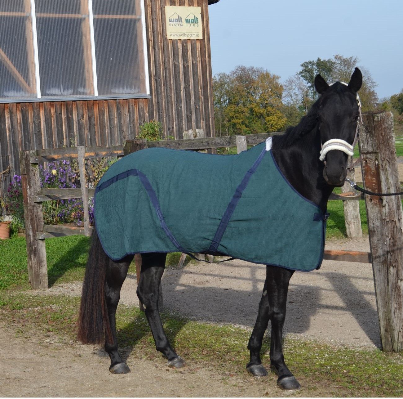 Abschwitzdecke Waffle aus spez. Baumwolle Waffle Gewebe mit Kreuzgurten B Wahl