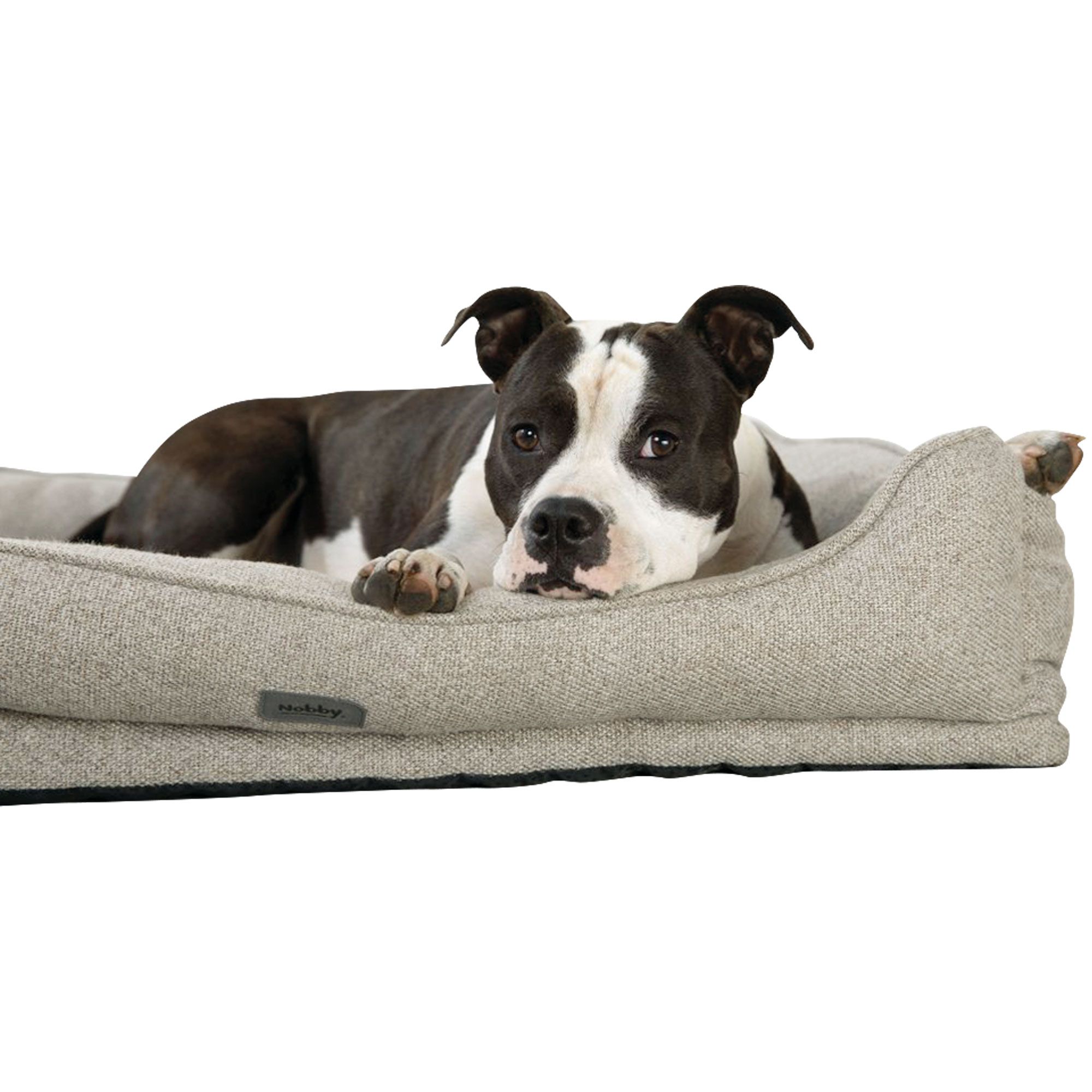 Hund liegt auf beigem Hundebett. Schwarz-weißer Hund. Rechteckige Form mit erhöhten Seiten. Label.
