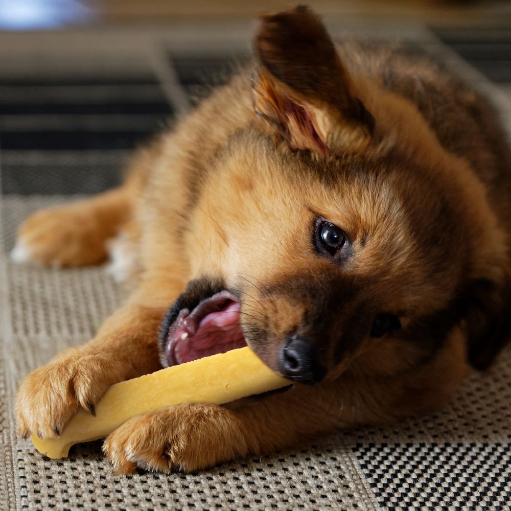 Ein Welpe kaut auf einem Yak-Käse-Kausnack. Der Hund hat das Maul geöffnet.