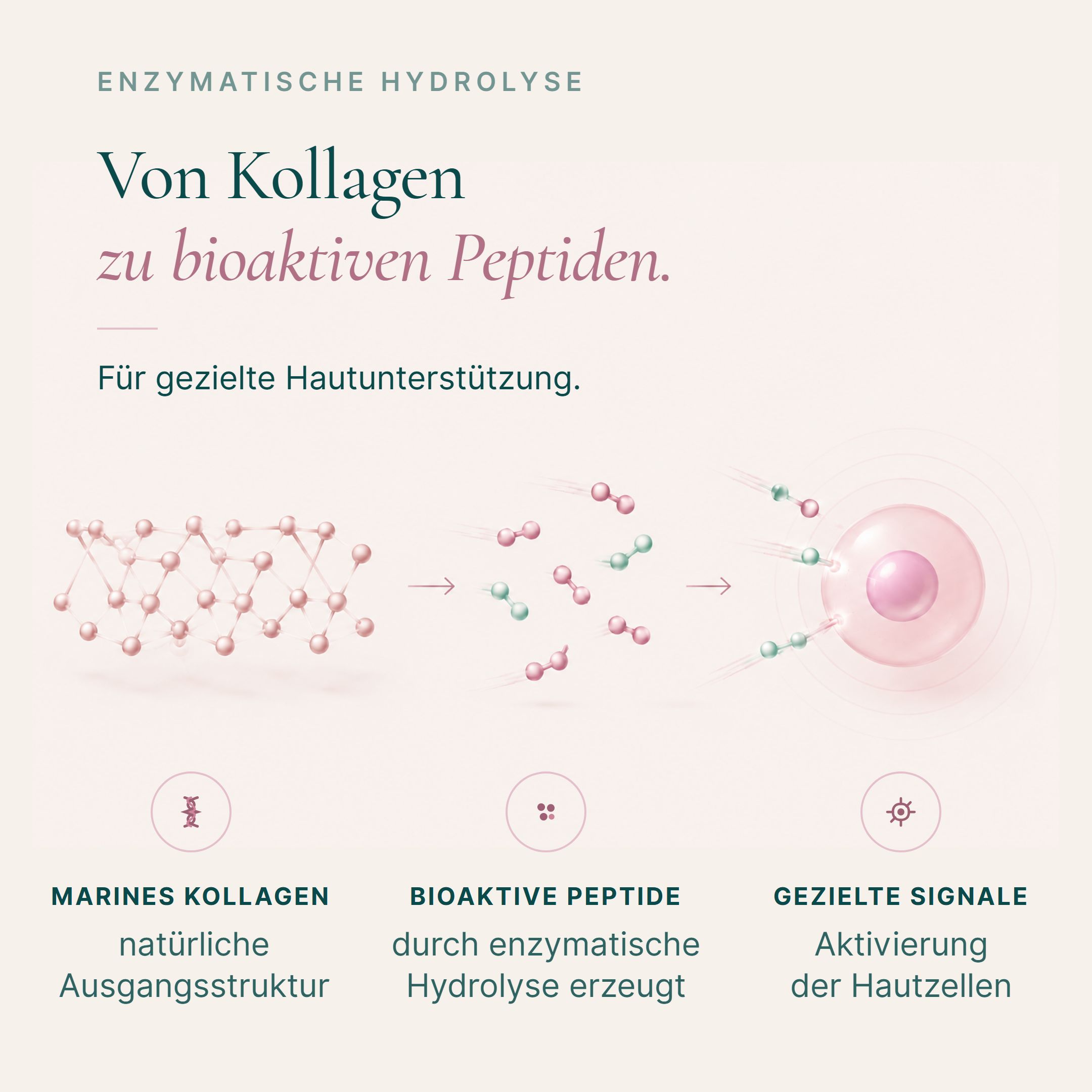 Grafische Darstellung der Umwandlung von marine Kollagen zu bioaktiven Peptiden für die Haut.