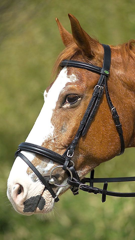 Nahaufnahme eines Pferdekopfes mit schwarzem Trensenzaum. Lederriemen, silberne Schnallen.