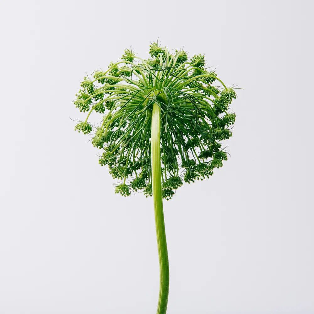 Grüne Pflanze mit rundem Blütenstand. Der Stiel ist gebogen. Hintergrund ist weiß.