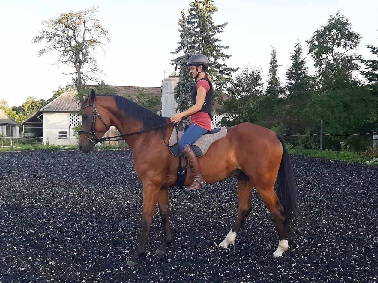 Person reitet auf einem braunen Pferd mit einem Bareback Pad. Person trägt Helm und Weste. Reitplatz im Hintergrund.